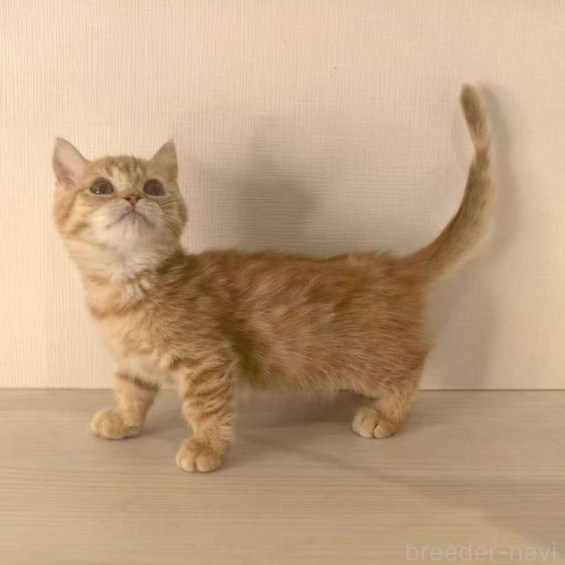 販売中の埼玉県のマンチカン(短足)-135968の3枚目