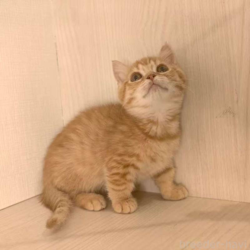 販売中の埼玉県のマンチカン(短足)-135968の2枚目