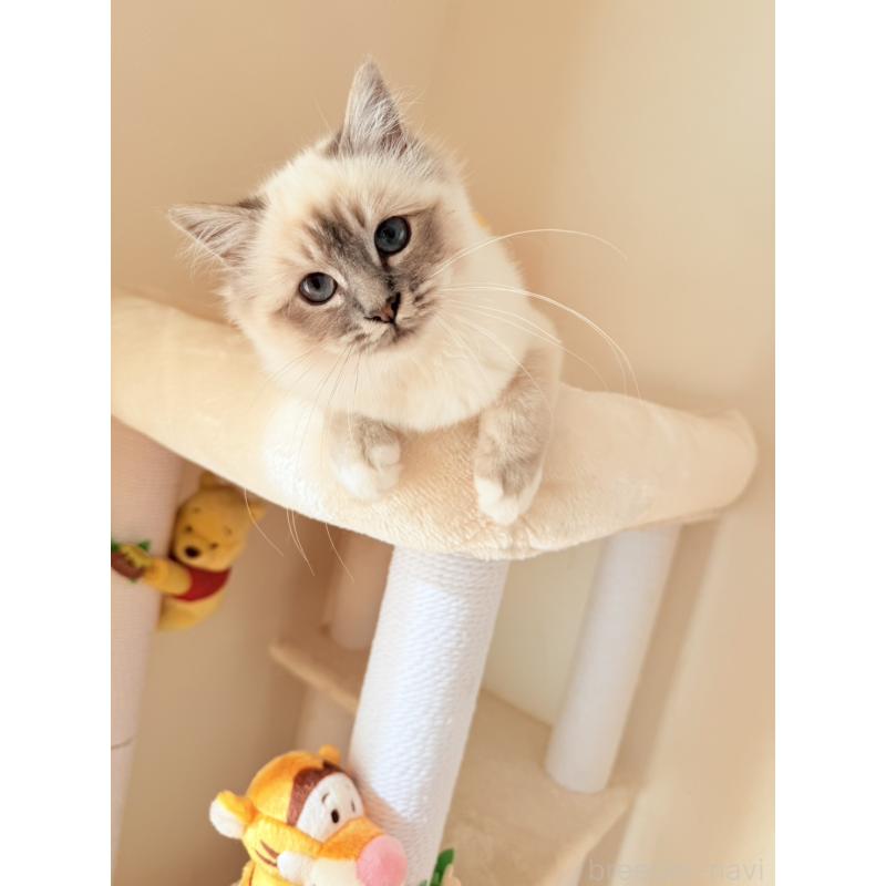 販売中の群馬県のバーマン-129813の3枚目