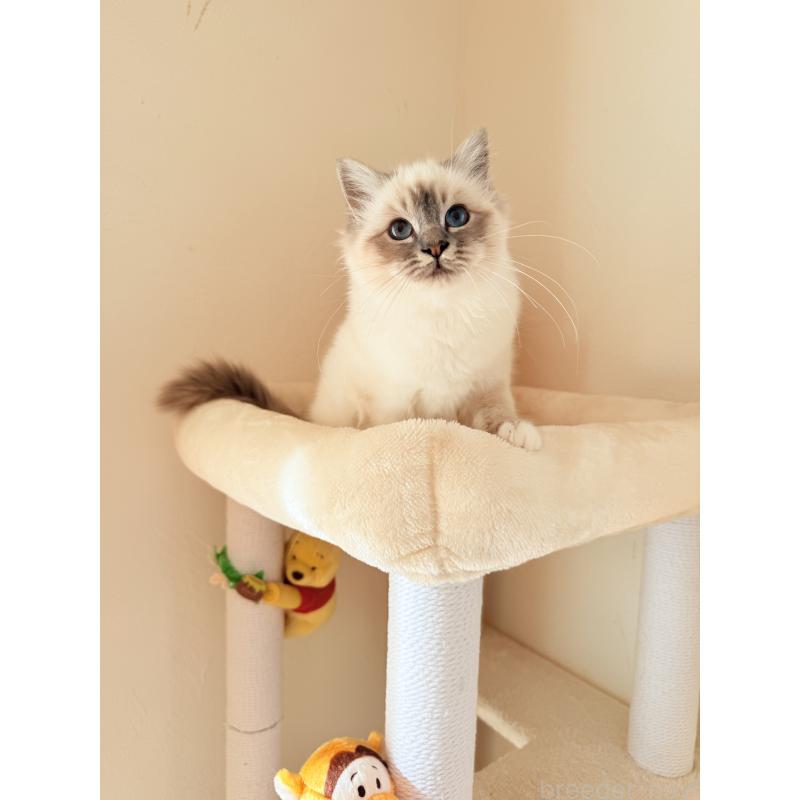 販売中の群馬県のバーマン-129813の2枚目