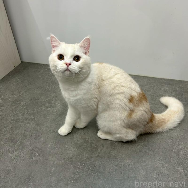 販売中の千葉県のマンチカン-127815の2枚目