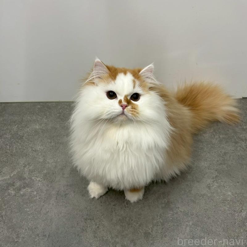 販売中の千葉県のマンチカン-127808の1枚目