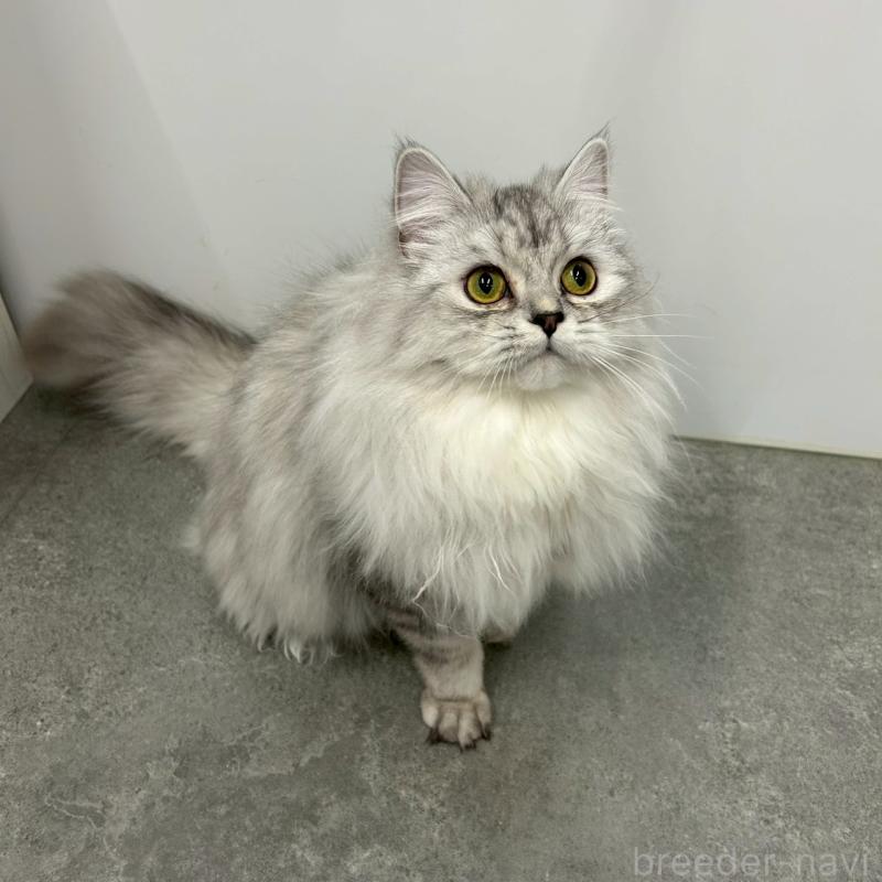 成約済の千葉県のマンチカン-121877の1枚目