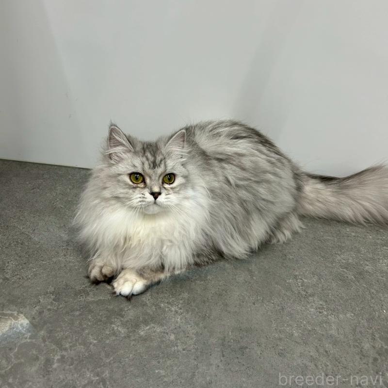 成約済の千葉県のマンチカン-121877の2枚目