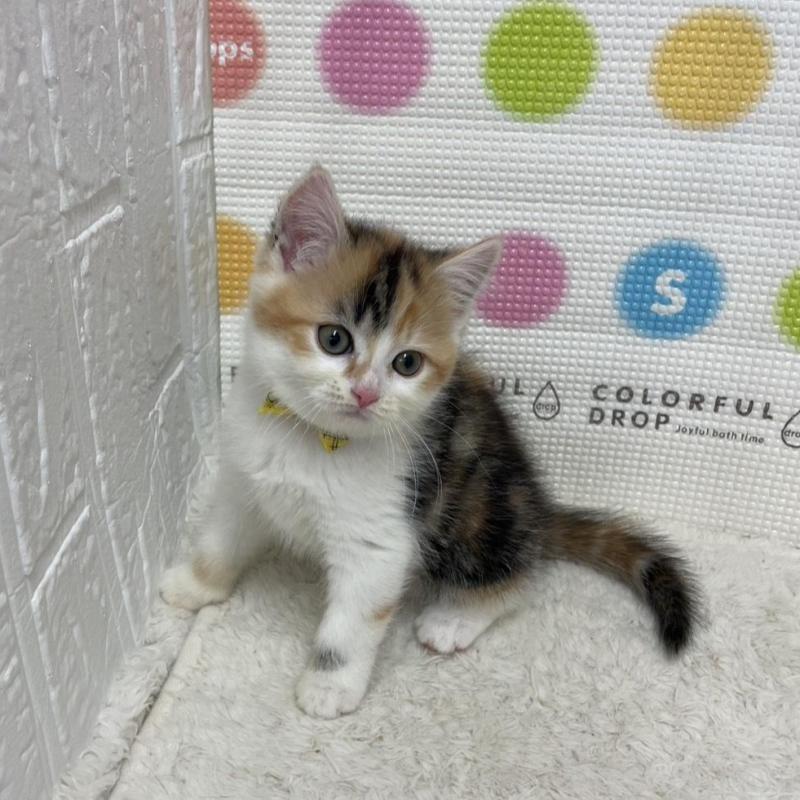 販売中の鳥取県のマンチカン-135969の13枚目