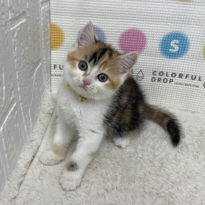 販売中の鳥取県のマンチカン-135969の12枚目