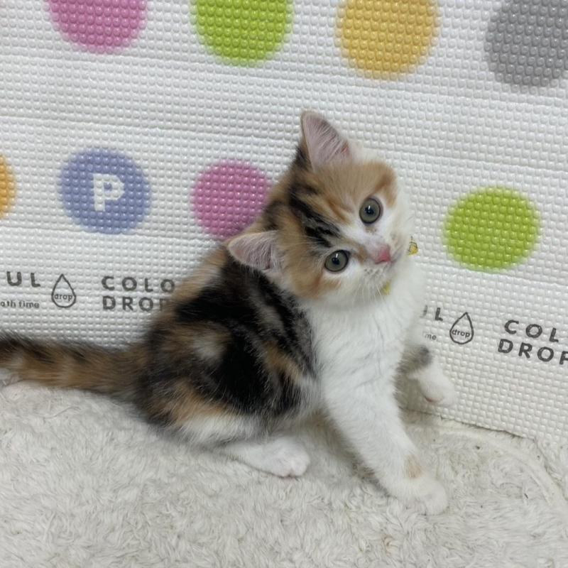 販売中の鳥取県のマンチカン-135969の11枚目