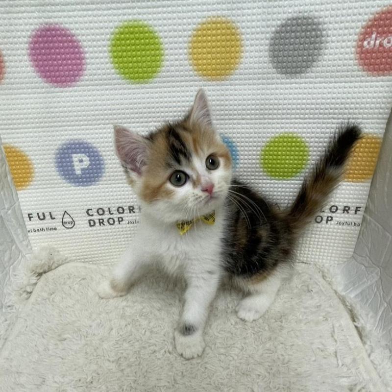 販売中の鳥取県のマンチカン-135969の8枚目