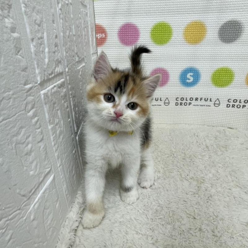 販売中の鳥取県のマンチカン-135969の7枚目