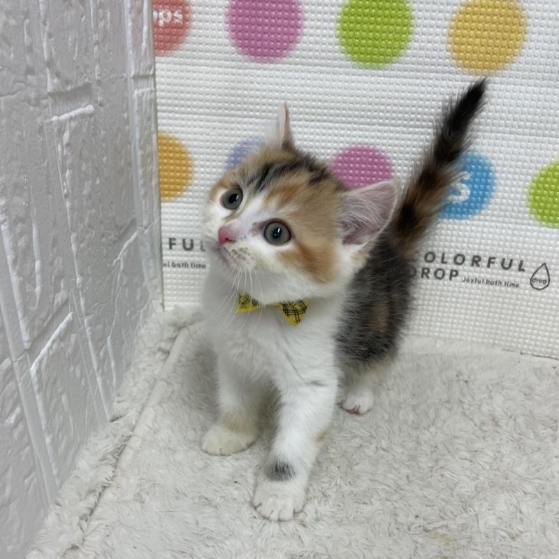 販売中の鳥取県のマンチカン-135969の6枚目