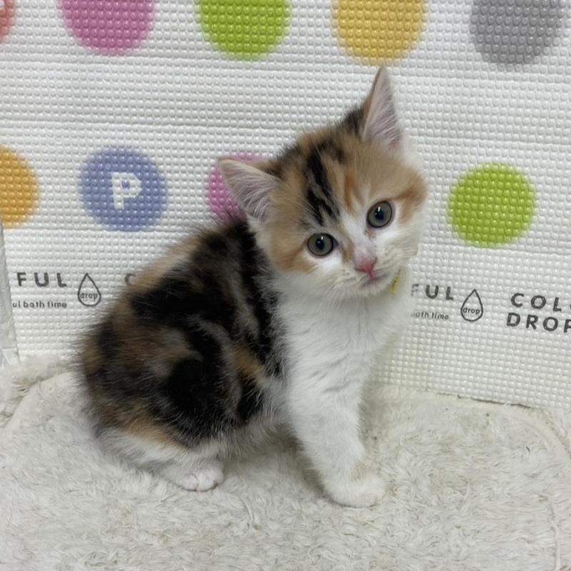 販売中の鳥取県のマンチカン-135969の5枚目