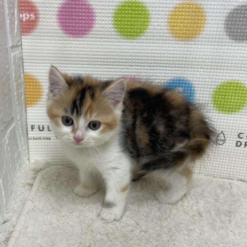 販売中の鳥取県のマンチカン-135969の3枚目