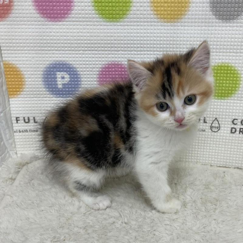 販売中の鳥取県のマンチカン-135969の2枚目