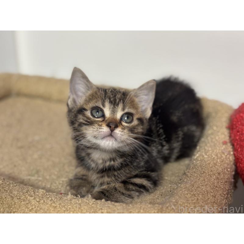 成約済の神奈川県のアメリカンショートヘア-134918の25枚目