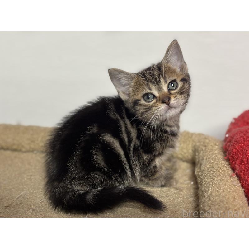 成約済の神奈川県のアメリカンショートヘア-134918の24枚目