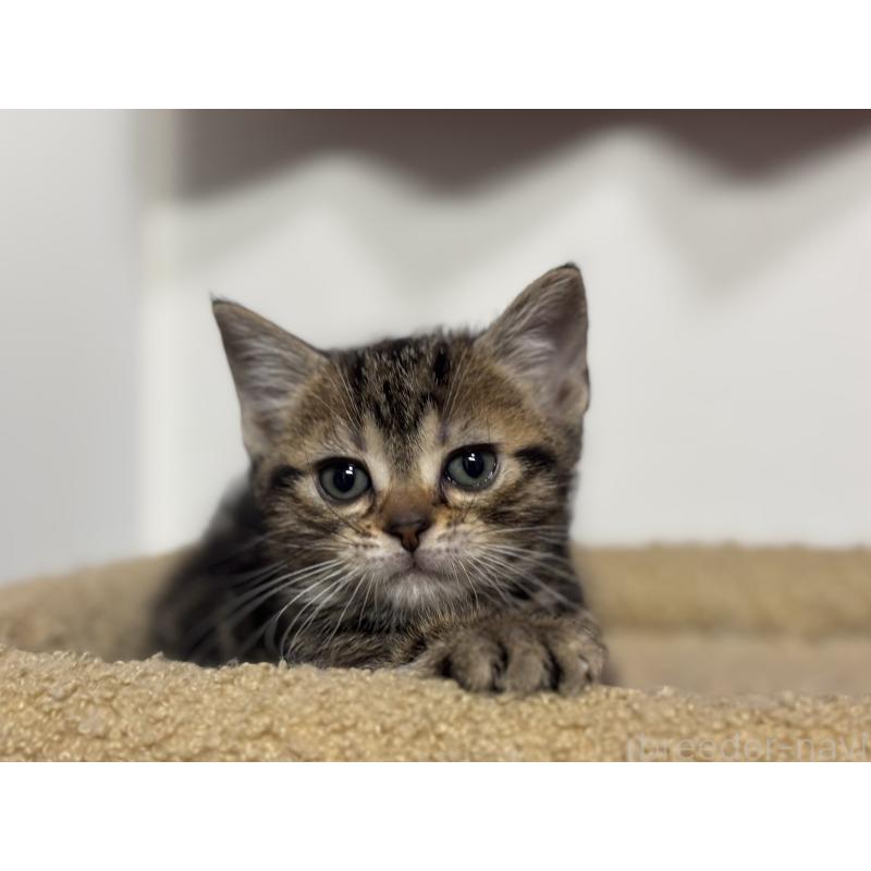 成約済の神奈川県のアメリカンショートヘア-134918の23枚目