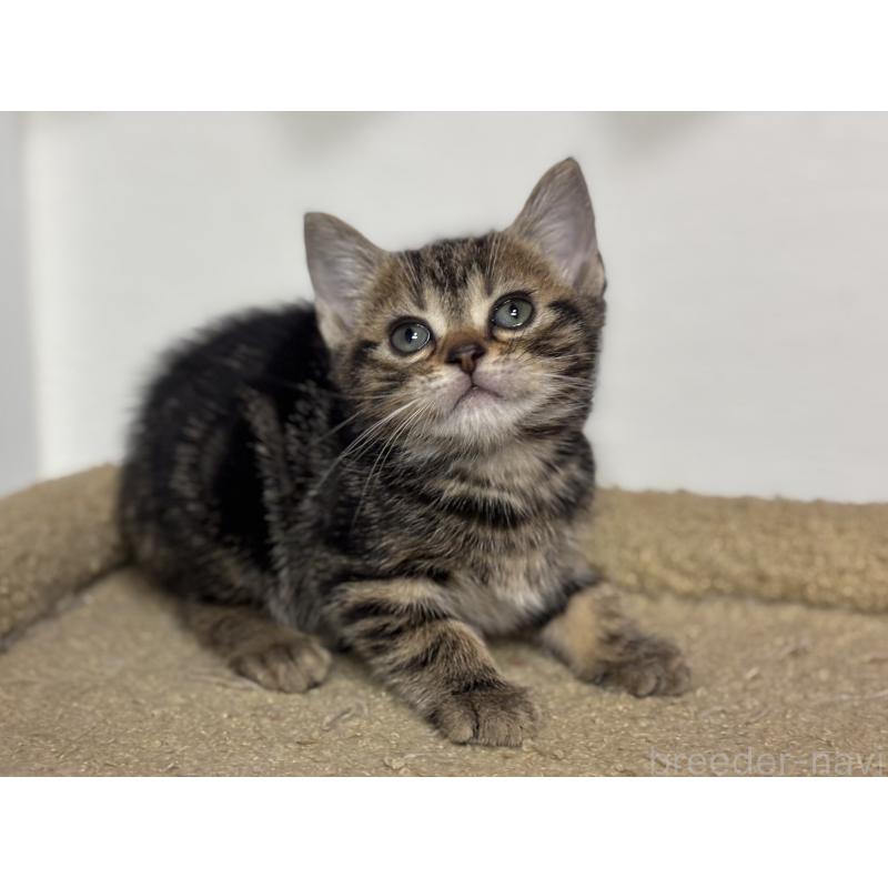 成約済の神奈川県のアメリカンショートヘア-134918の22枚目