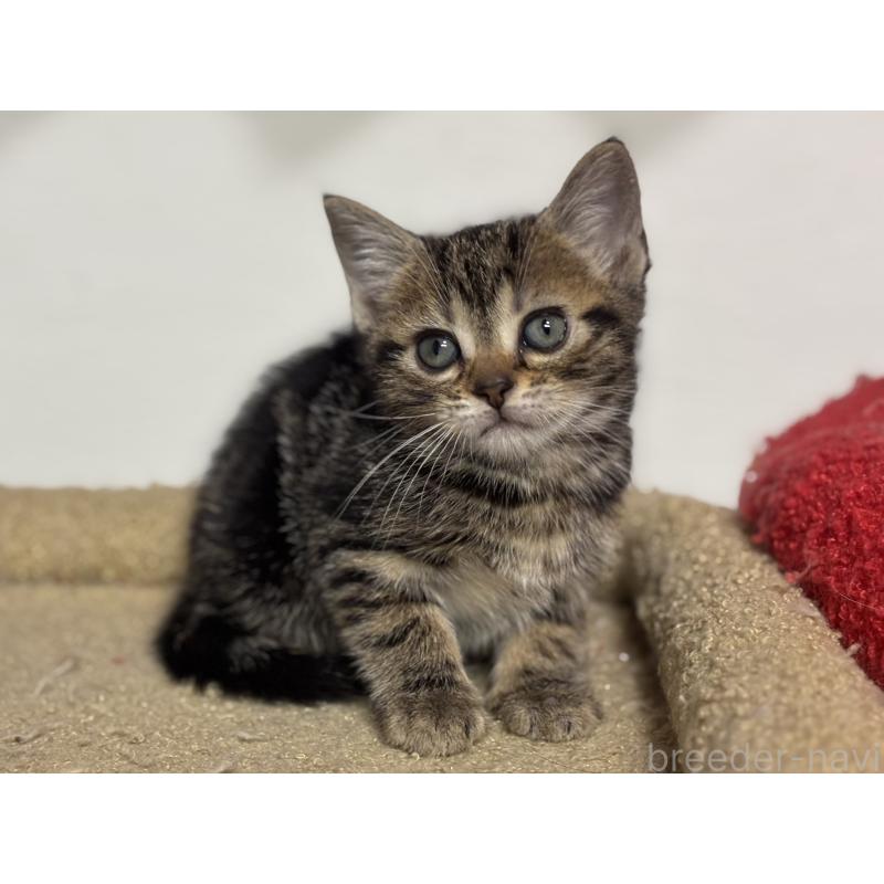 成約済の神奈川県のアメリカンショートヘア-134918の21枚目