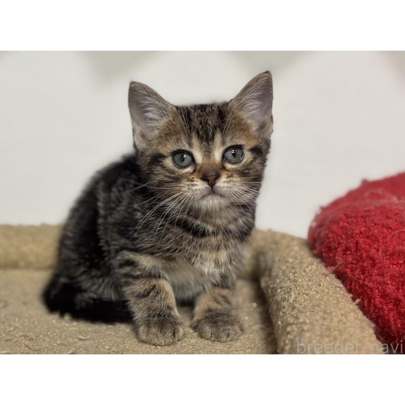 成約済の神奈川県のアメリカンショートヘア-134918の20枚目