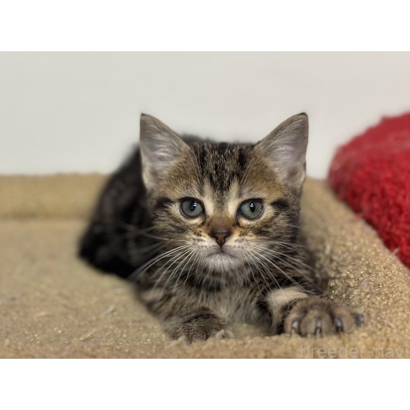 成約済の神奈川県のアメリカンショートヘア-134918の19枚目