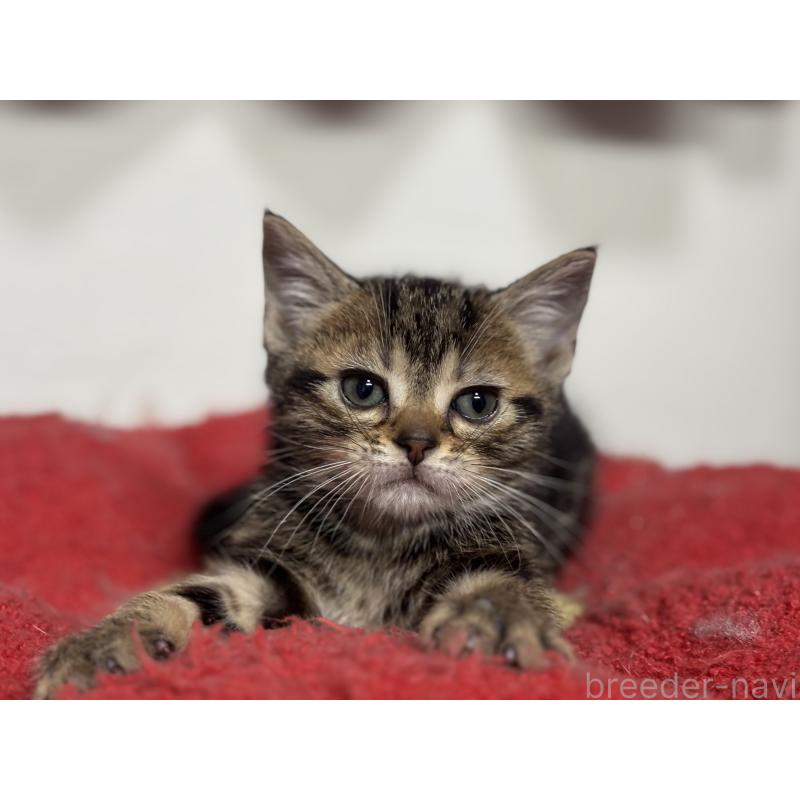 成約済の神奈川県のアメリカンショートヘア-134918の17枚目