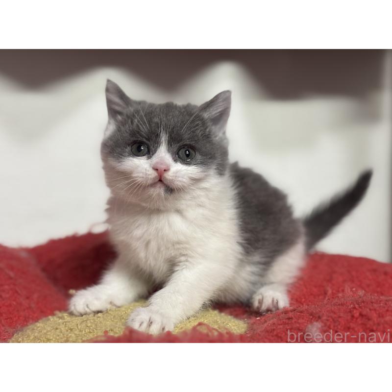 成約済の神奈川県のブリティッシュショートヘア-135298の17枚目