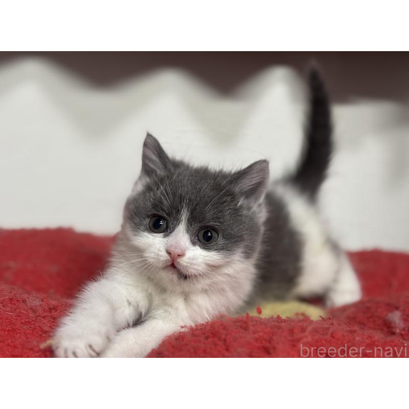 成約済の神奈川県のブリティッシュショートヘア-135298の16枚目