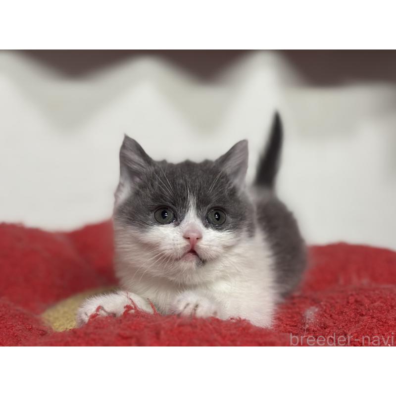 成約済の神奈川県のブリティッシュショートヘア-135298の15枚目