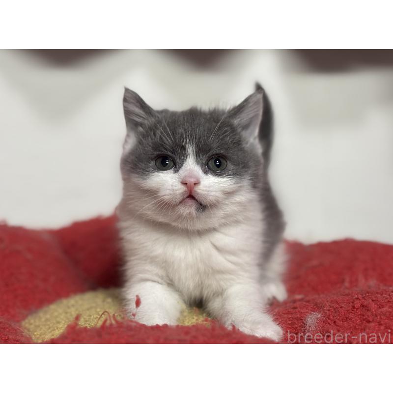 成約済の神奈川県のブリティッシュショートヘア-135298の14枚目