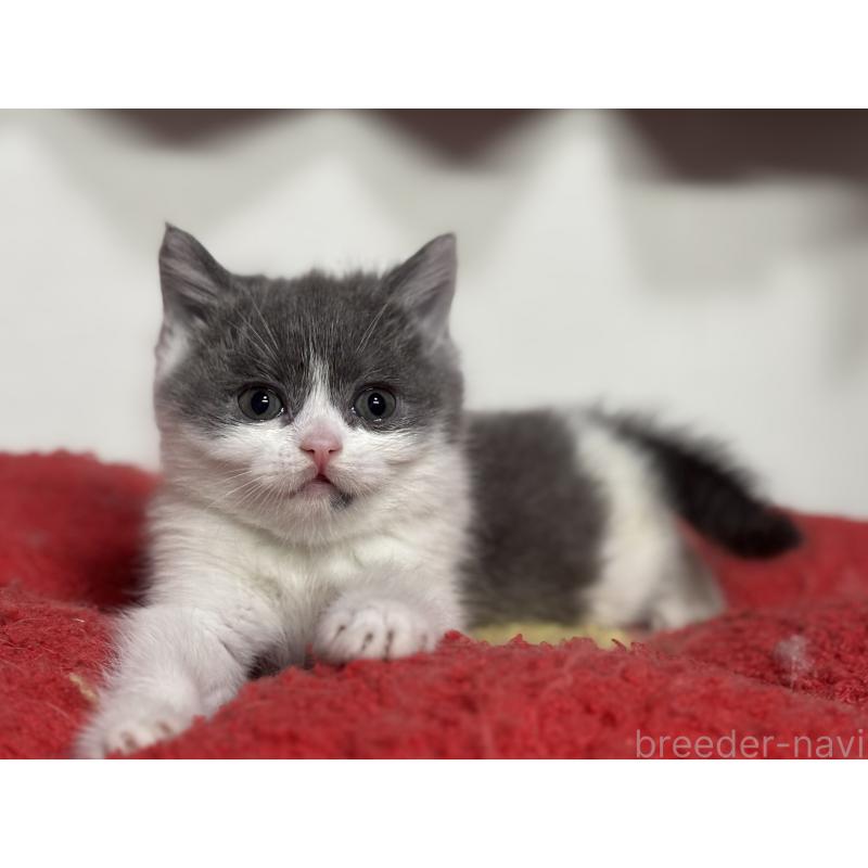 成約済の神奈川県のブリティッシュショートヘア-135298の13枚目