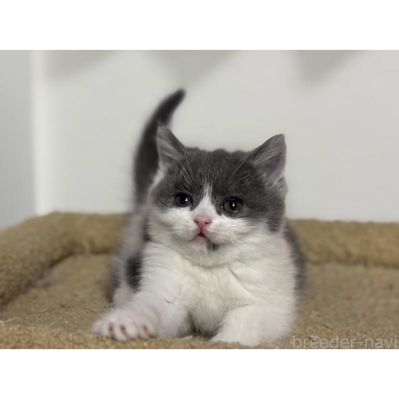 成約済の神奈川県のブリティッシュショートヘア-135298の12枚目