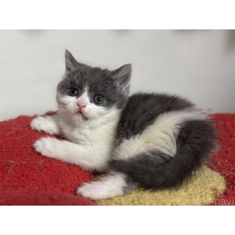 成約済の神奈川県のブリティッシュショートヘア-135298の11枚目