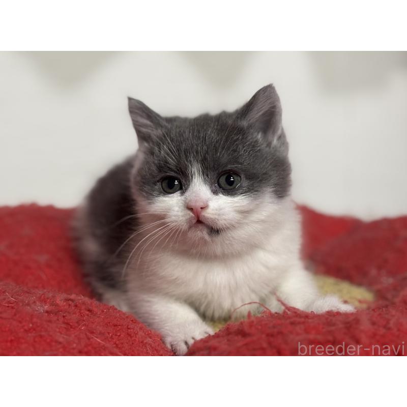 成約済の神奈川県のブリティッシュショートヘア-135298の10枚目