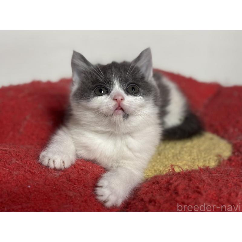 成約済の神奈川県のブリティッシュショートヘア-135298の9枚目