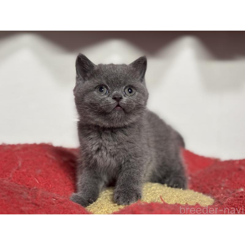 販売中の神奈川県のブリティッシュショートヘア-135297の29枚目