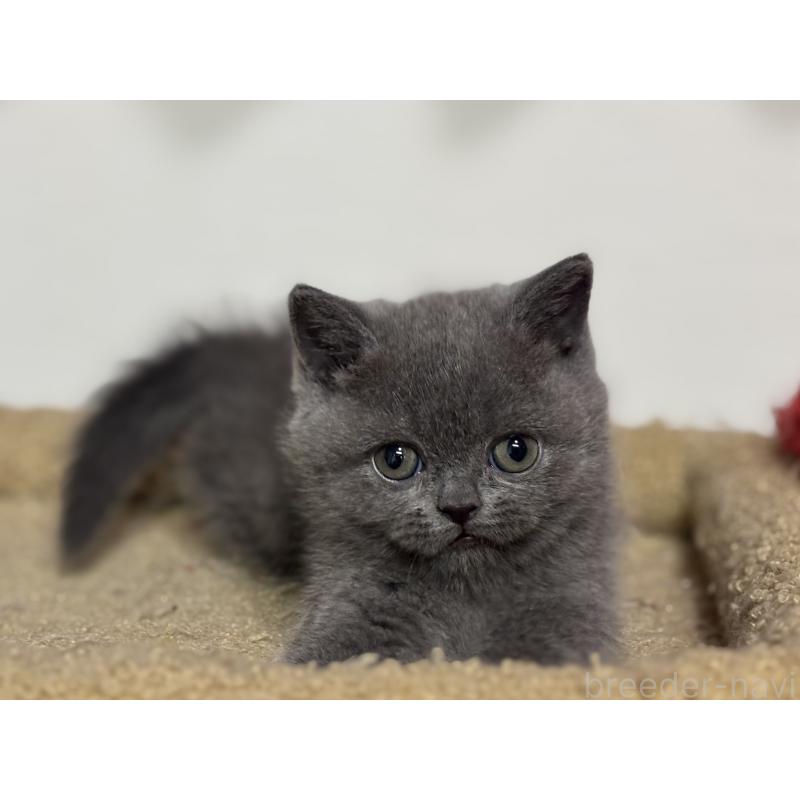 販売中の神奈川県のブリティッシュショートヘア-135297の28枚目