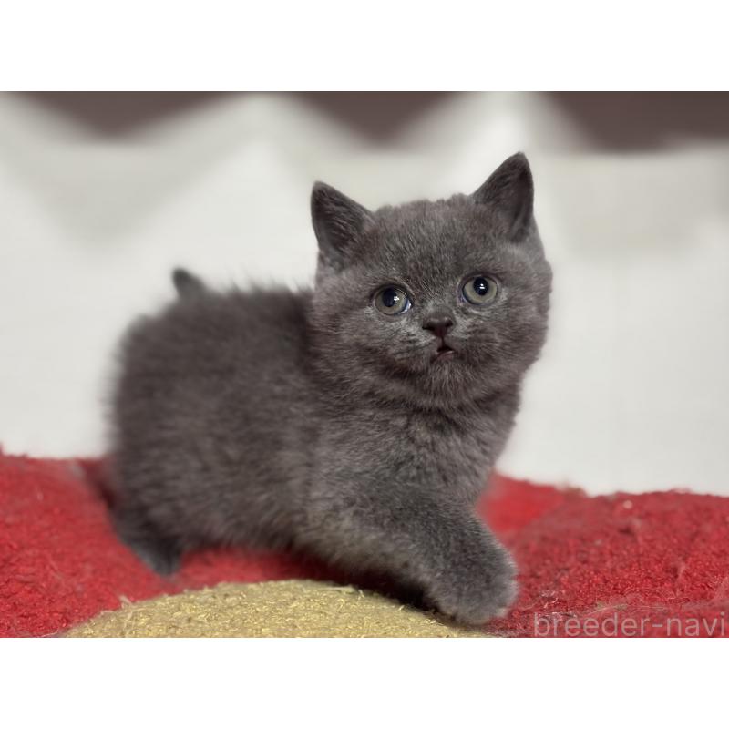 販売中の神奈川県のブリティッシュショートヘア-135297の27枚目