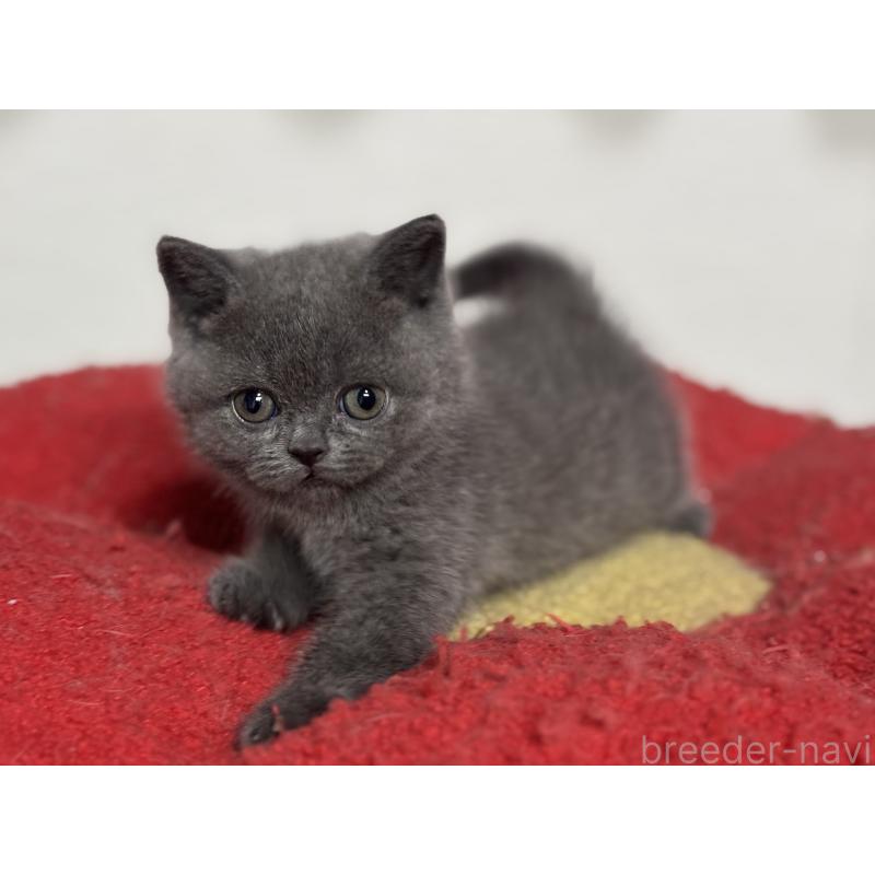 販売中の神奈川県のブリティッシュショートヘア-135297の26枚目