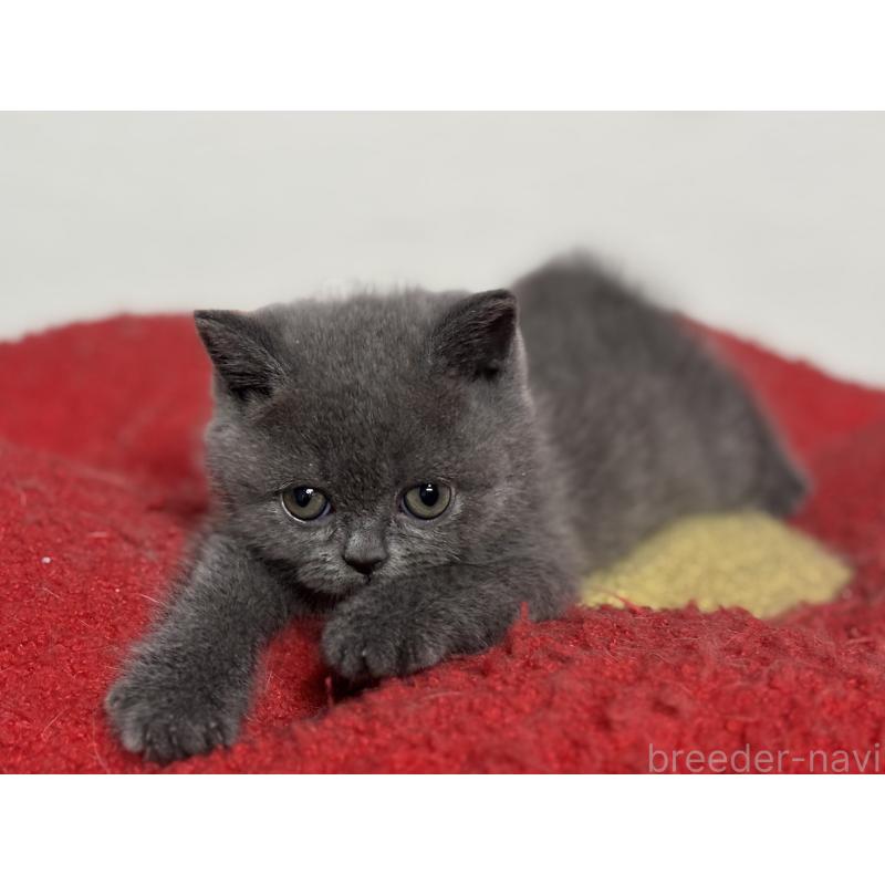 販売中の神奈川県のブリティッシュショートヘア-135297の25枚目