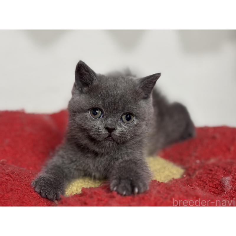 販売中の神奈川県のブリティッシュショートヘア-135297の24枚目