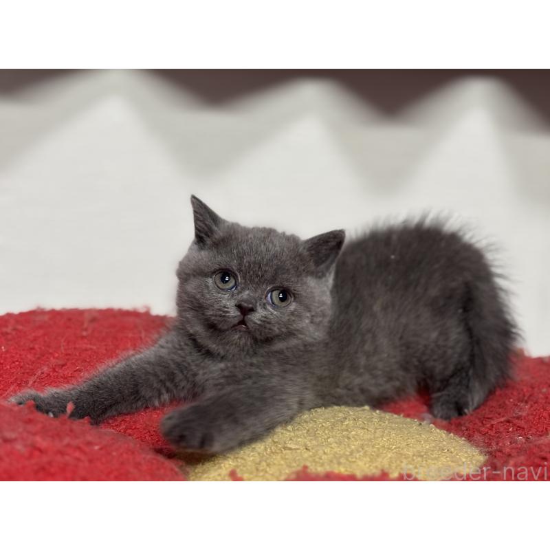 販売中の神奈川県のブリティッシュショートヘア-135297の23枚目