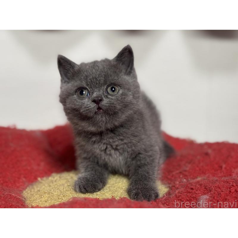 販売中の神奈川県のブリティッシュショートヘア-135297の22枚目