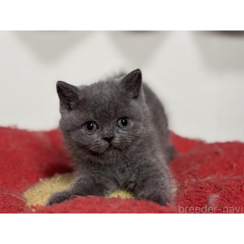 販売中の神奈川県のブリティッシュショートヘア-135297の21枚目