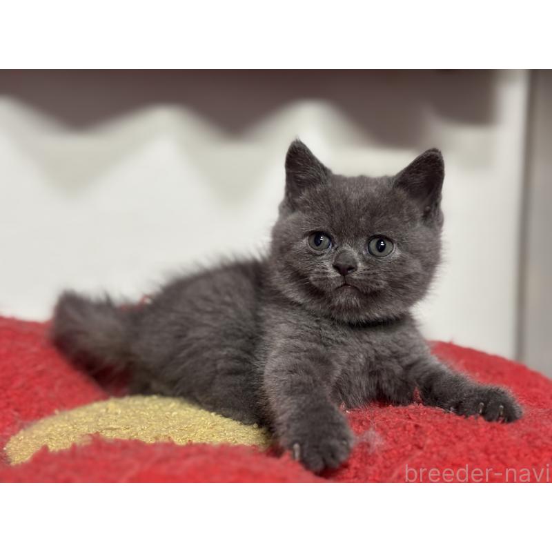 成約済の神奈川県のブリティッシュショートヘア-135295の17枚目