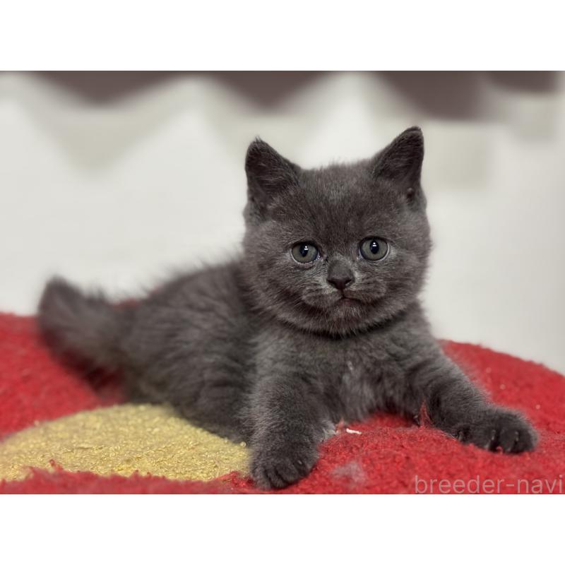 成約済の神奈川県のブリティッシュショートヘア-135295の16枚目