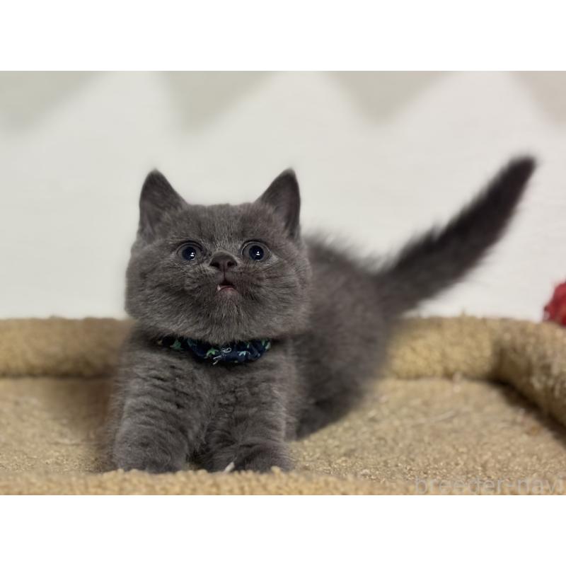 成約済の神奈川県のブリティッシュショートヘア-135295の13枚目