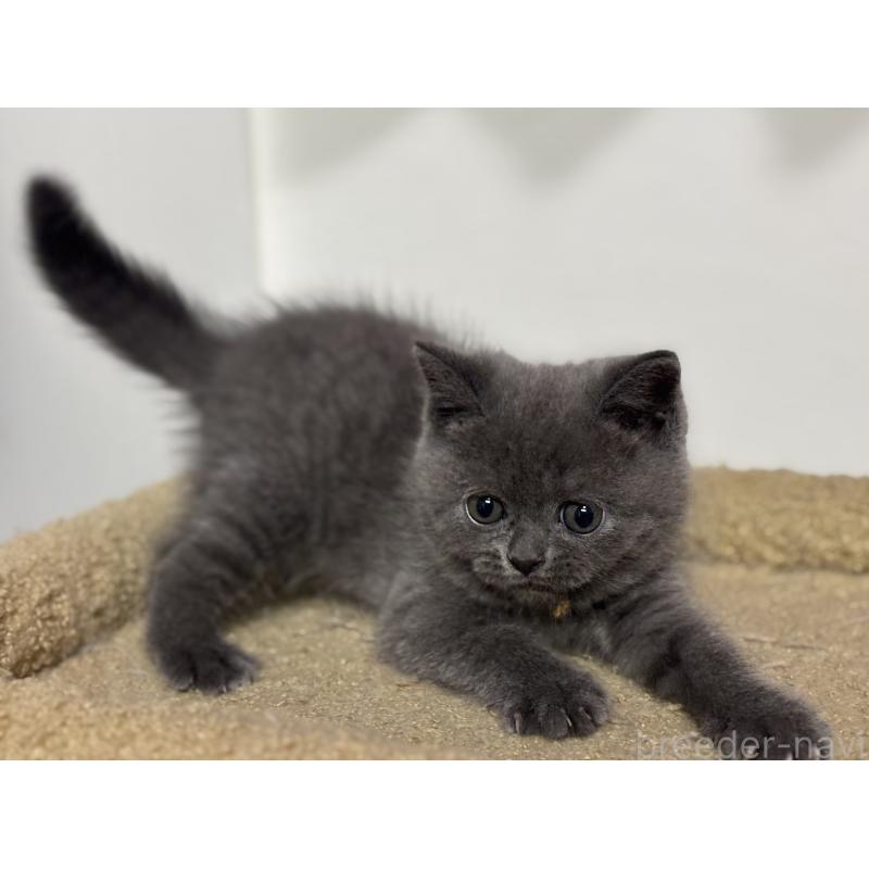 成約済の神奈川県のブリティッシュショートヘア-135295の12枚目