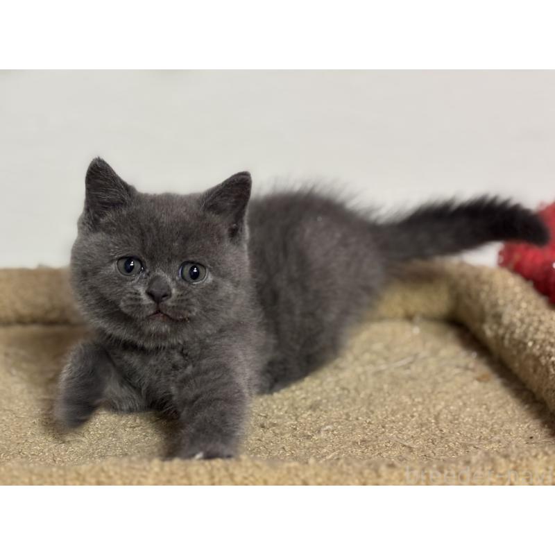 成約済の神奈川県のブリティッシュショートヘア-135295の11枚目