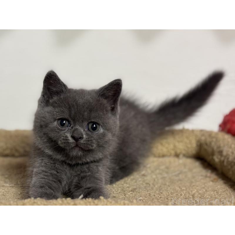 成約済の神奈川県のブリティッシュショートヘア-135295の10枚目