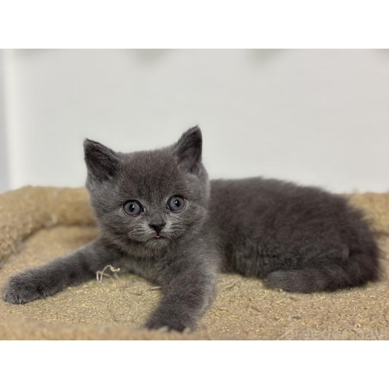 成約済の神奈川県のブリティッシュショートヘア-135296の6枚目